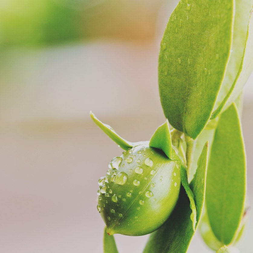 Vegan haarproducten Natulique